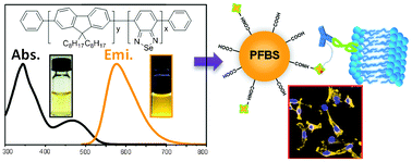 Graphical abstract: Ultrabright benzoselenadiazole-based semiconducting polymer dots for specific cellular imaging