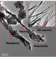 Graphical abstract: Highly sensitive biofunctionalized nickel oxide nanowires for nanobiosensing applications