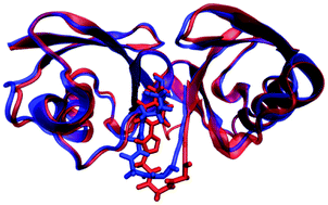 Graphical abstract: Naturally and synthetically linked lys48 diubiquitin: a QM/MM study