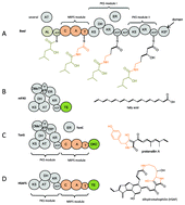 Graphical abstract: Biosynthesis of natural products by microbial iterative hybrid PKS–NRPS