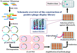 Graphical abstract: A simple strategy to obtain ultra-sensitive single-chain fragment variable antibodies for aflatoxin detection