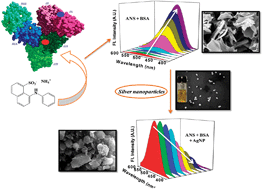 Graphical abstract: Probing the interaction of a globular protein with a small fluorescent probe in the presence of silver nanoparticles: spectroscopic characterization of its domain specific association and dissociation