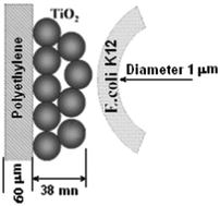 Graphical abstract: Innovative semi-transparent nanocomposite films presenting photo-switchable behavior and leading to a reduction of the risk of infection under sunlight