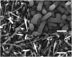 Graphical abstract: Improved open-circuit voltage of silicon nanowires solar cells by surface passivation