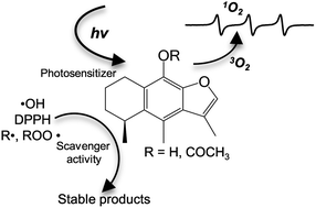 Graphical abstract: Cacalol and cacalol acetate as photoproducers of singlet oxygen and as free radical scavengers, evaluated by EPR spectroscopy and TBARS