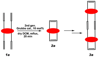 Graphical abstract: Undecenyl resorc[4]arene in the chair conformation as preorganized synthon for olefin metathesis