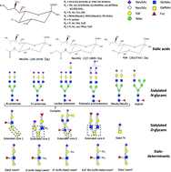 Graphical abstract: Structural analysis of glycoprotein sialylation – Part I: pre-LC-MS analytical strategies