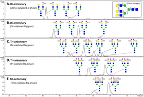 Graphical abstract: Structural analysis of glycoprotein sialylation – part II: LC-MS based detection