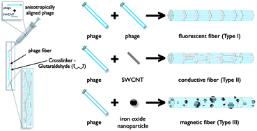 Graphical abstract: Fabrication of all-in-one multifunctional phage liquid crystalline fibers