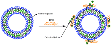 Graphical abstract: A steady-state and time-resolved fluorescence study on liposome-calf thymus DNA interaction: probed by an anticancer drug ellipticine