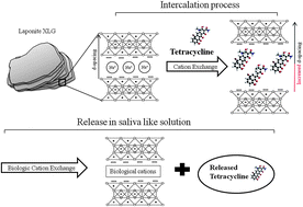 Graphical abstract: Laponite clay as a carrier for in situ delivery of tetracycline