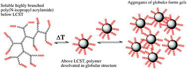 Graphical abstract: Thermally responsive gels formed from highly branched poly(N-isopropyl acrylamide)s with either carboxylic acid or trihistidine end groups