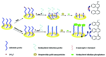 Graphical abstract: An electrochemical assay of polynucleotide kinase activity based on streptavidin–gold nanoparticles and enzymatic amplification