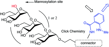Graphical abstract: Mantyl tagged oligo α (1 → 2) mannosides as Candida albicans β-mannosyl transferases substrates: a comparison between synthetic strategies