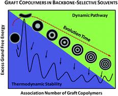 Graphical abstract: Self-assembly of graft copolymers in backbone-selective solvents: a route toward stable hierarchical vesicles