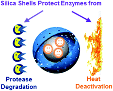 Graphical abstract: Encapsulation of lipase in mesoporous silica yolk–shell spheres with enhanced enzyme stability