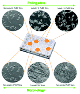 Graphical abstract: Effect of poling state and morphology of piezoelectric poly(vinylidene fluoride) membranes for skeletal muscle tissue engineering