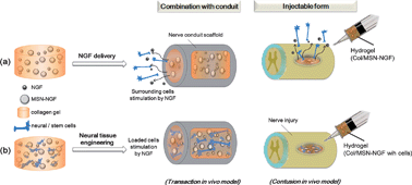 Graphical abstract: Collagen gel combined with mesoporous nanoparticles loading nerve growth factor as a feasible therapeutic three-dimensional depot for neural tissue engineering