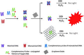 Graphical abstract: Rapid hybridization using graphene oxide and 1,1′-oxalyldiimidazole chemiluminescence