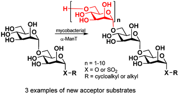 Graphical abstract: Novel synthetic (1 → 6)-α-d-mannodisaccharide substrates support processive mannosylation catalysed by the mycobacterial cell envelope enzyme fraction