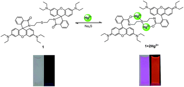 Graphical abstract: A reversible Hg(ii)-selective fluorescent chemosensor based on a thioether linked bis-rhodamine