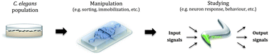 Graphical abstract: Microfluidic laboratories for C. elegans enhance fundamental studies in biology