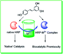 Graphical abstract: Metal incorporated Horseradish Peroxidase (HRP) catalyzed oxidation of resveratrol: selective dimerization or decomposition