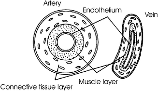 Graphical abstract: Surface treatment of thin-film materials to allow dialogue between endothelial and smooth muscle cells and the effective inhibition of platelet activation