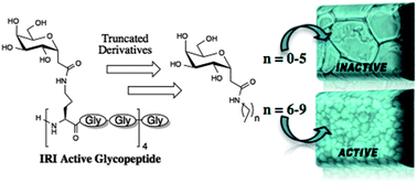 Graphical abstract: Developing highly active small molecule ice recrystallization inhibitors based upon C-linked antifreeze glycoprotein analogues
