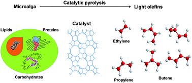 Graphical abstract: Catalytic pyrolysis of microalga Chlorella pyrenoidosa for production of ethylene, propylene and butene