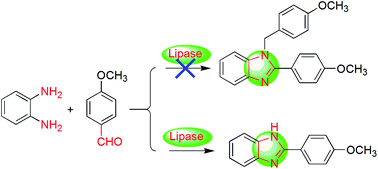 Graphical abstract: Chemoenzymatic selective formation of C–N bonds in a benzimidazole heterocycle