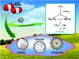 Graphical abstract: CO2 mineralization into different polymorphs of CaCO3 using an aqueous-CO2 system