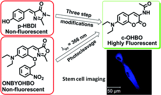 Graphical abstract: Chemical tweaking of a non-fluorescent GFP chromophore to a highly fluorescent coumarinic fluorophore: application towards photo-uncaging and stem cell imaging