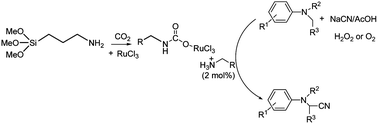 Graphical abstract: A ruthenium-carbamato-complex derived from a siloxylated amine and carbon dioxide for the oxidative α-cyanation of aromatic and cyclic tertiary amines