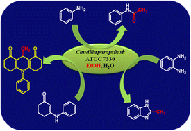 Graphical abstract: A novel green route for the synthesis of N-phenylacetamides, benzimidazoles and acridinediones using Candida parapsilosis ATCC 7330