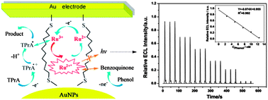 Graphical abstract: A self-assembled net structured film for the immobilization of tris(2,2′-bipyridyl)ruthenium(ii) and its ultrasensitive electrogenerated chemiluminescent sensing for phenol