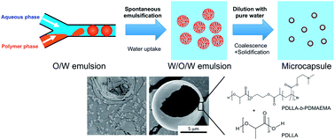 Graphical abstract: Monodisperse polylactide microcapsules with a single aqueous core prepared via spontaneous emulsification and solvent diffusion