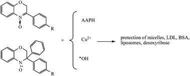 Graphical abstract: Benzoxazinic nitrones and nitroxides as possible antioxidants in biological systems