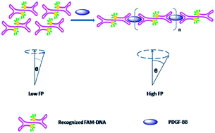 Graphical abstract: An enhanced fluorescence polarization strategy based on multiple protein–DNA–protein structures for sensitive detection of PDGF-BB