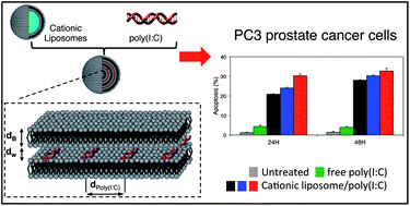 Graphical abstract: Structural characterization of cationic liposome/poly(I:C) complexes showing high ability in eliminating prostate cancer cells