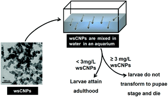 Graphical abstract: Water soluble nanocarbons arrest the growth of mosquitoes