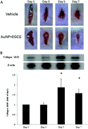 Graphical abstract: Gas-injection of gold nanoparticles and anti-oxidants promotes diabetic wound healing