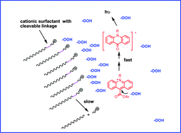 Graphical abstract: Use of degradable cationic surfactants with cleavable linkages for enhancing the chemiluminescence of acridinium ester labels