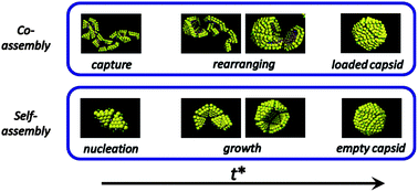 Graphical abstract: Icosahedral capsid formation by capsomer subunits and a semiflexible polyion