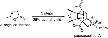 Graphical abstract: Total synthesis of (±)-paracaseolide A and initial attempts at a Lewis acid mediated dimerization of its putative biosynthetic precursor