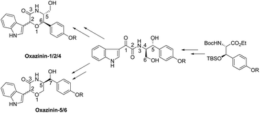 Graphical abstract: Enantioselective total syntheses and determination of absolute configuration of marine toxins, oxazinins