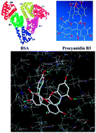 Graphical abstract: Interaction of procyanidin B3 with bovine serum albumin