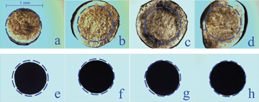 Graphical abstract: Influences of high aspect ratio carbon nanotube network on normal stress difference measurements and extrusion behaviors for isotactic polypropylene nanocomposite melts