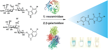 Graphical abstract: Enzymatic synthesis of colorimetric substrates to determine α-2,3- and α-2,6-specific neuraminidase activity