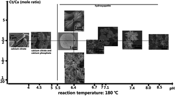 Graphical abstract: A systematic examination of the morphology of hydroxyapatite in the presence of citrate